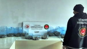 Sarp Sınır Kapısı'nda bin 100 adet su kaplumbağası ele geçirildi