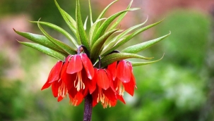 Siirt'te 'Ağlayan gelin' koparana 109 bin lira ceza