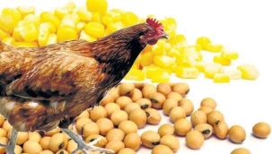 Tarım Bakanlığı'ndan GDO'lu hayvan yemine onay