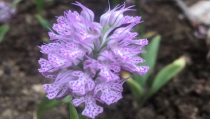 Adana, salebin üretim merkezi olacak