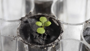 Ay'dan getirilen toprakta ilk kez bitki yetiştirildi