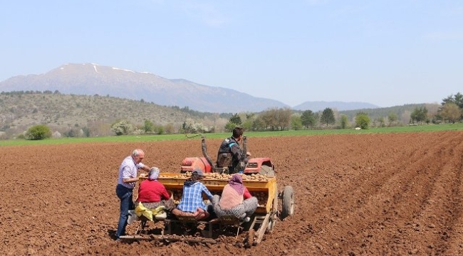 Bolu'da patates ekimi devam ediyor