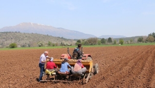 Bolu'da patates ekimi devam ediyor
