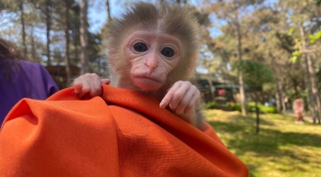 Çekmeköy'de 20 günlük utangaç yavru maymun hayvanat bahçesinin maskotu oldu