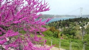 Erguvan: İstanbul Tabiatının Beyefendisi