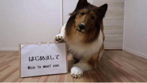 Hayvan gibi yaşamak için 15 bin dolara köpek kostümü yaptırdı: İnsan olmaktan vazgeçtim