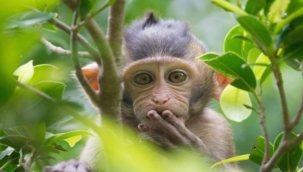 Irak'ta maymun çiçeği virüsü önlemi: Bazı kentlere maymun getirilmesi yasaklandı