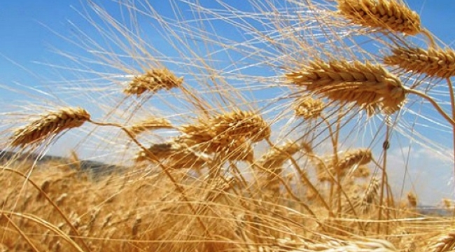 İran'ın 7 milyon ton buğday ithalatına ihtiyacı var