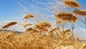 İran'ın 7 milyon ton buğday ithalatına ihtiyacı var
