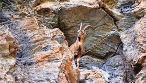 Munzur ve Pülümür vadilerinde yaban keçileri görüntülendi