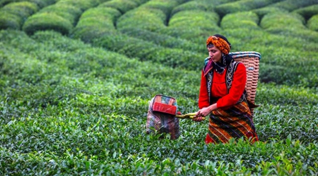 Türk çayı ihracatı 4 ayda 8,2 milyon dolara ulaştı