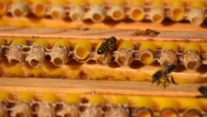 'Arı sütü' altınla yarışıyor