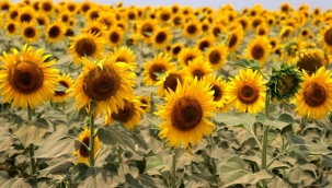 Ayçiçeği üreticisi yağmur bekliyor