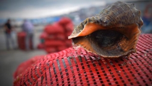 Deniz salyangozu ihracatı kazandırmaya devam ediyor