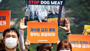 Güney Kore First Lady'si Kim, ülkedeki köpek eti tüketimini eleştirdi