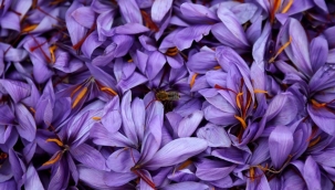 Safran nedir? Faydaları nelerdir?