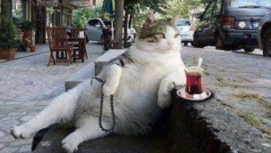 Bilim insanları evcil kedileri 'istilacı yabancı tür' kategorisine ekledi