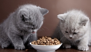 Kedi mamasında zehirli kimyasal riski: Toplatılması kararı çıktı