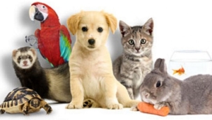 Petshop'lar kasaplar odasına bağlandı!