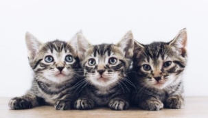 8 Ağustos Dünya Kediler Günü