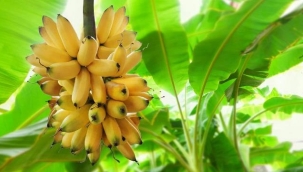 Alanya muzu coğrafi işaretle tescillendi