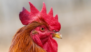 Almanya'da günde yaklaşık 200 kere öten horoz mahkemeye verildi