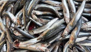 Balıkseverler bu sezon hamsi ve palamuda doyacak