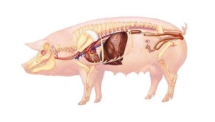 Domuz organları, ölümden 1 saat sonra yeniden canlandırıldı: 'Hücreleri ölmemeye ikna edebiliriz'