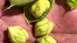 GAZİPAŞA BELEDİYESİ CİMBİTİ NOHUTU HASADI İÇİN GÜN SAYIYOR