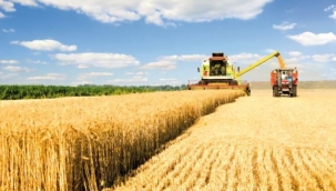 Küresel gıda fiyatları temmuzda geriledi