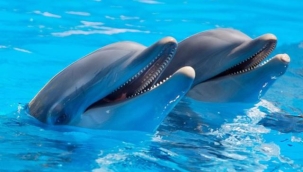 Meclis raporu: Yunus parkları yasaklanmalı