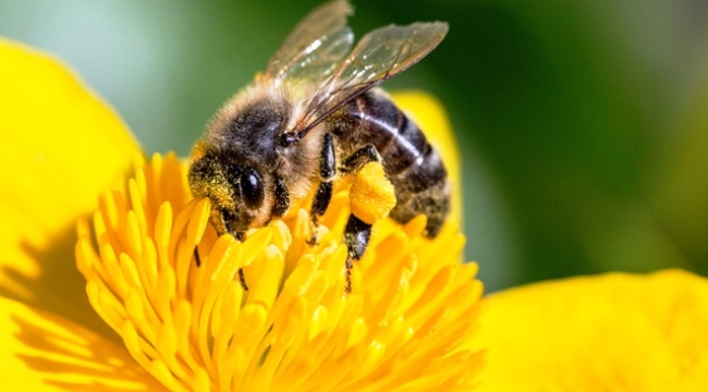 Özel yetiştirilen arılar görev başında