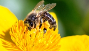 Özel yetiştirilen arılar görev başında