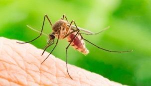 Uzmanlardan uyarı: İstanbul'da yayılımı artan 'Aedes' sivrisineği alerjik reaksiyona yol açıyor