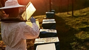 Arı zehrinin kalite standartları çıkarılacak