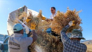 BELEDİYE CİMBİTİ NOHUTU HASADINI TAMAMLADI