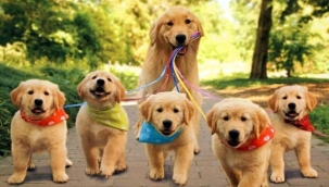 e-Devlet'ten hayvan sahiplenme dönemi başladı