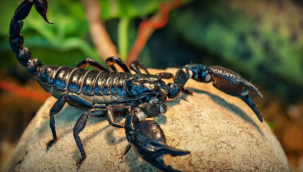 'Kara Akrep' türünün Türkiye'ye özgü olduğu kanıtlandı: 'Androctonus turkiyensis' ismi verildi