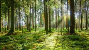 Ormanlara giriş yasağı sona erdi