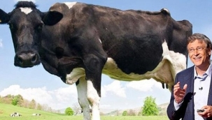 Bill Gates: İneklerin çıkardığı gazlar, dünyanın en büyük sorunlarından biri