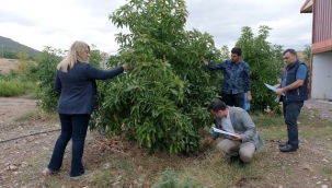 'EN GÜZEL AVOKADO' İÇİN JÜRİ DEĞERLENDİRMELERİ YAPILDI