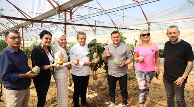 TROPİKAL MEYVE FESTİVALİ'NİN İKİNCİ GÜNÜ HASATLA BAŞLADI
