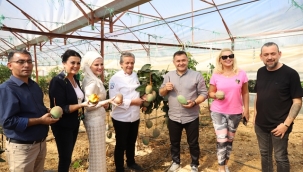 TROPİKAL MEYVE FESTİVALİ'NİN İKİNCİ GÜNÜ HASATLA BAŞLADI