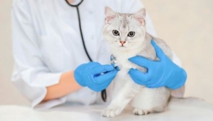 Evcil hayvanlarda mikroçip süresi daralıyor