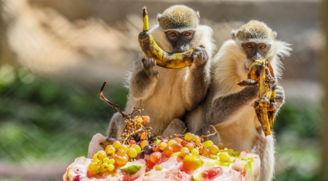 Tayland'da Maymun Festivali düzenlendi