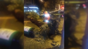 Ağaç yola devrildi