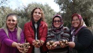 Büyükşehir'den Kadın Kooperatiflerine Nergis ve Frezya soğanı 