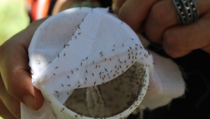 Büyükşehir'den üreticiye faydalı böcek Antalyalı üretici biyolojik mücadele veriyor