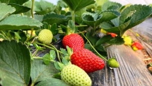 Kırmızı elmas 'çilek' seralarında hasat telaşı