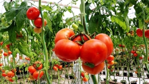 Domates ihracatına 14 Nisan'a kadar kısıtlama getirildi